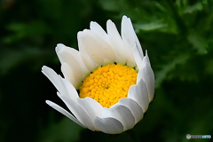 庭に咲き始めた春の花   21-210