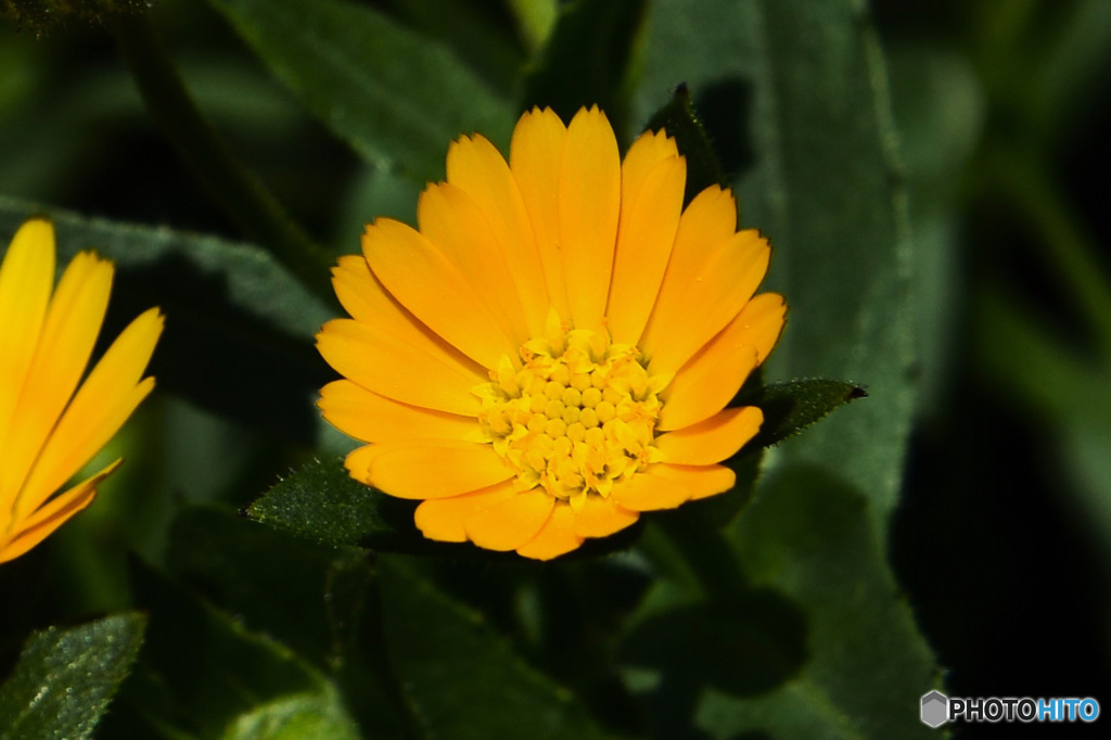 庭に咲いた黄色い春の花 