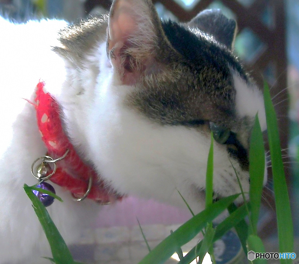 家のお猫様が草を食んでおります