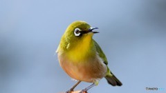 野山の鳥  150