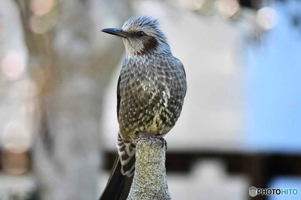 野山の鳥  ヒヨドリ 