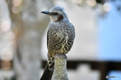 野山の鳥  ヒヨドリ 