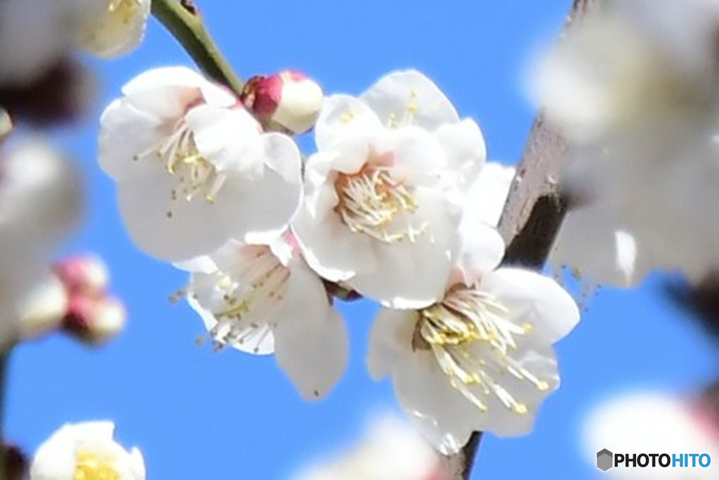 梅の花と青空 