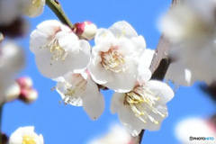 梅の花と青空 