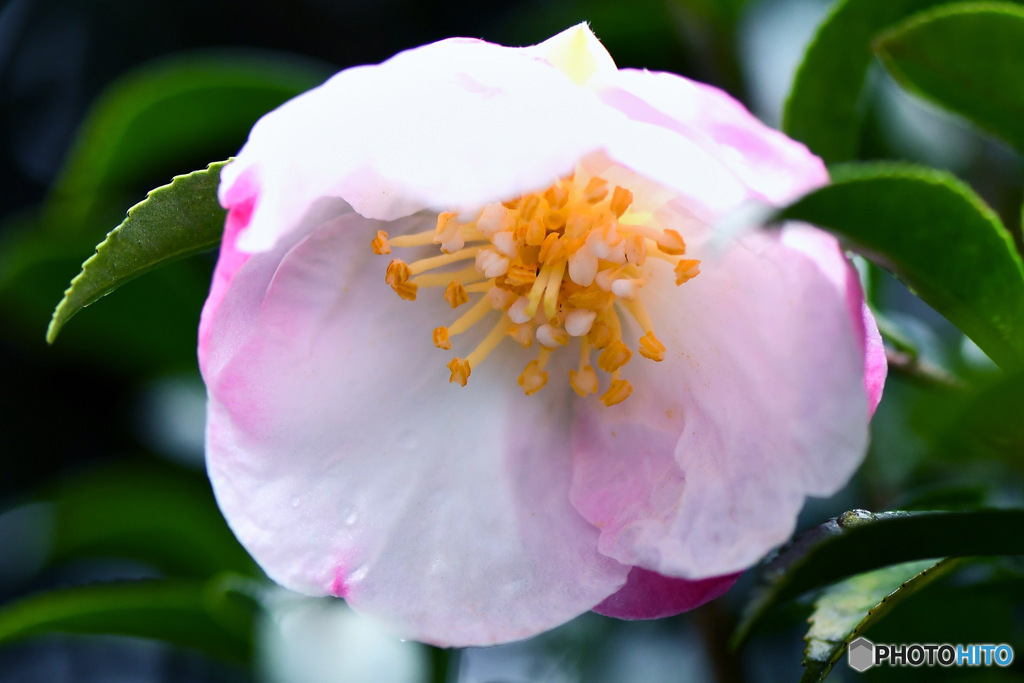 庭に咲いた山茶花の花  