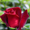 庭に咲いた赤いバラの花  