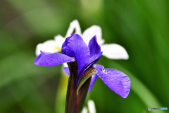 今日咲いた紫色のアヤメ一輪 22-257