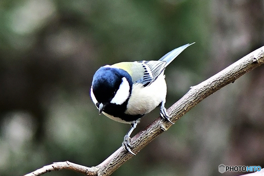 野山の鳥  シジュウカラ