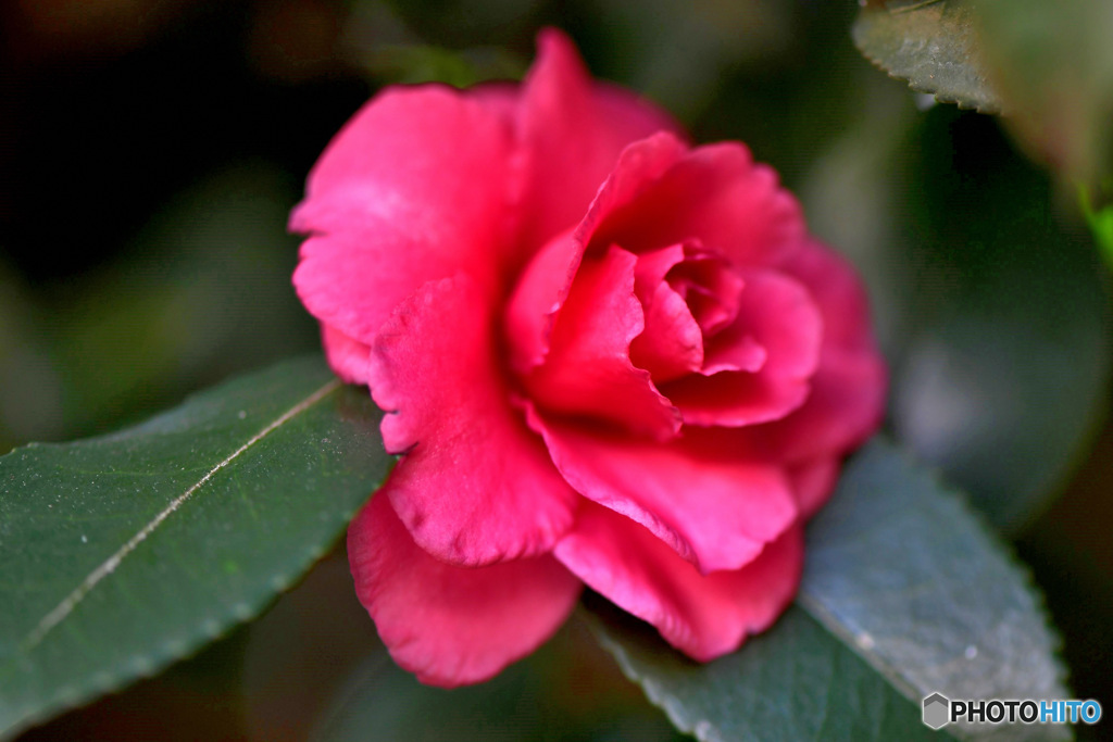 庭に咲いたサザンカの花 