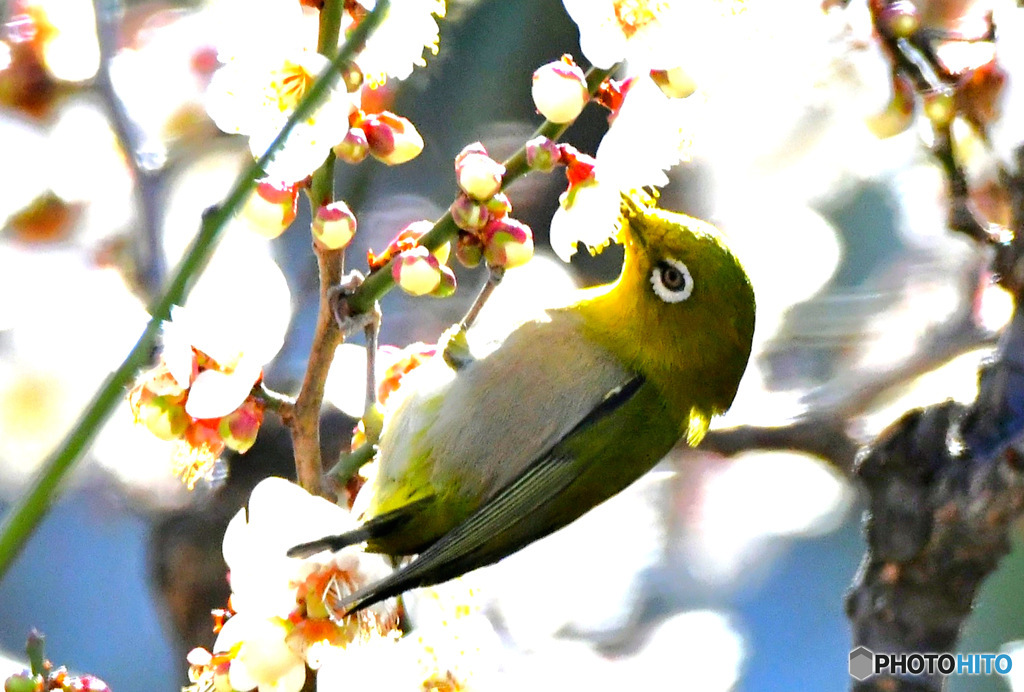 花吸いの梅ジロー