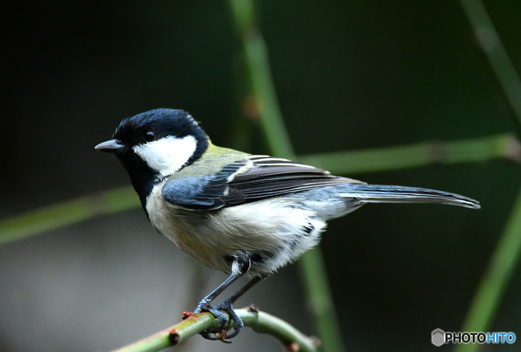 野山の鳥  四十雀さん