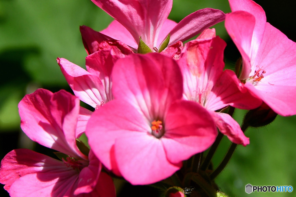 庭に咲いた花 23-320