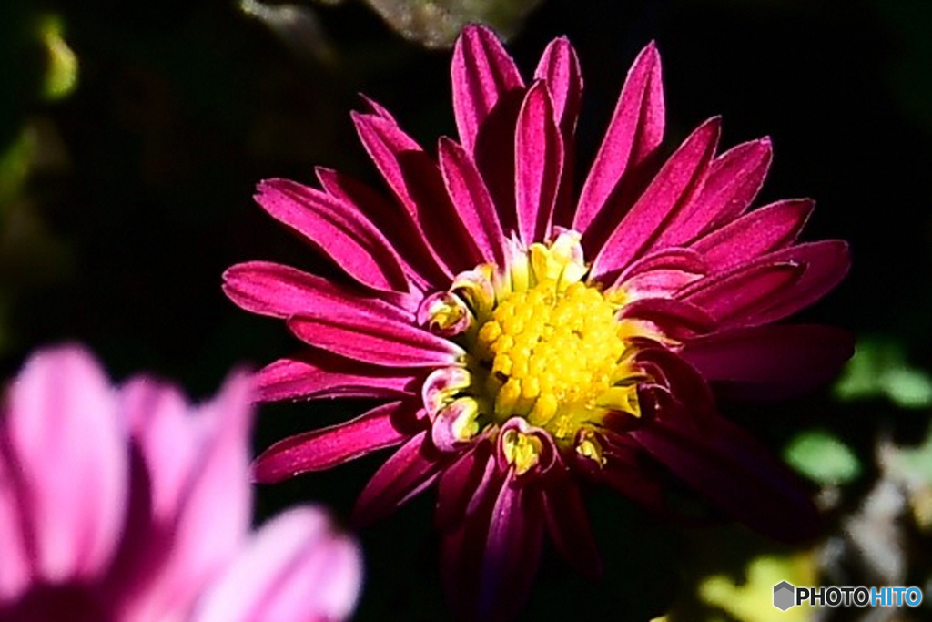 庭に咲いた小菊の花 22.001  