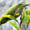 野山の鳥 22-223 メジ君