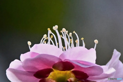 この一輪で終わりです  21-110