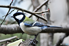 野山の鳥 23-128  四十雀さん  