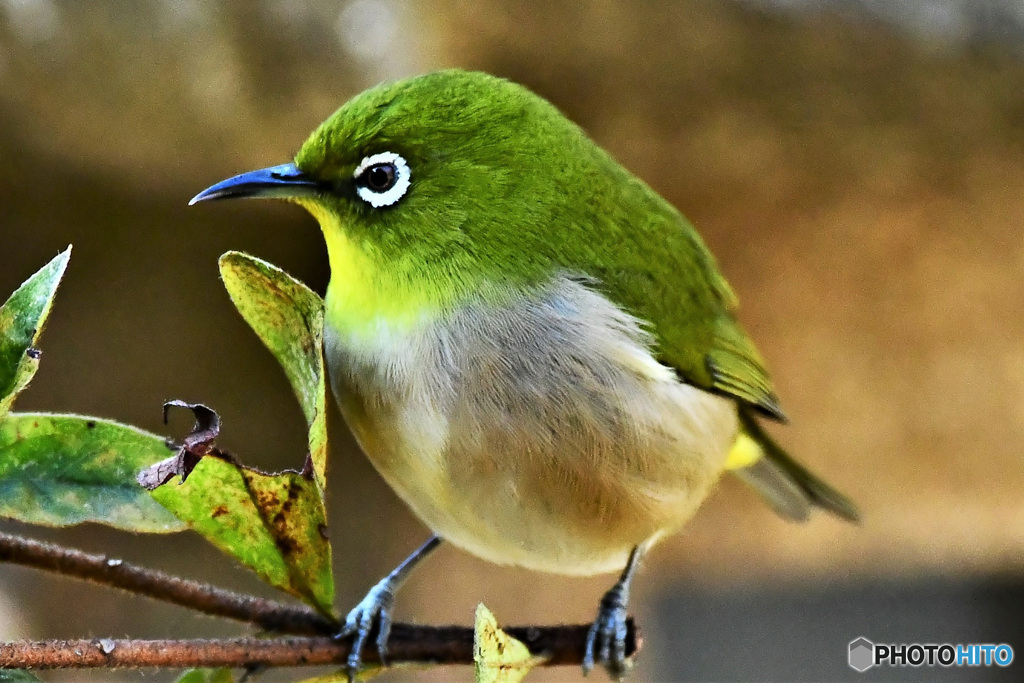 今日はいい天気だよ 22-067 メジ君