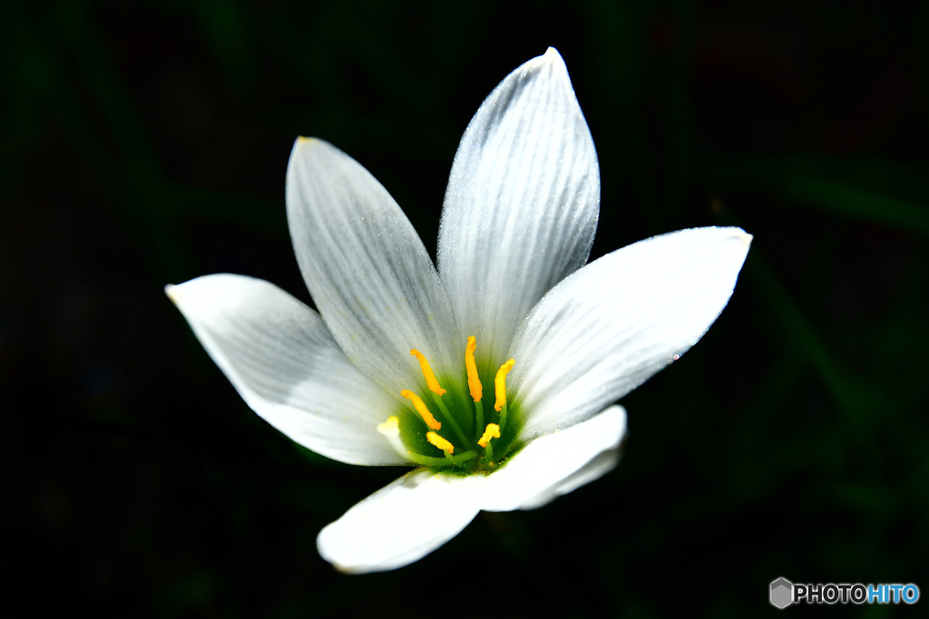 庭に咲いた花 23-331