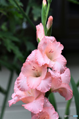  庭に咲いたグラジオラスの花 