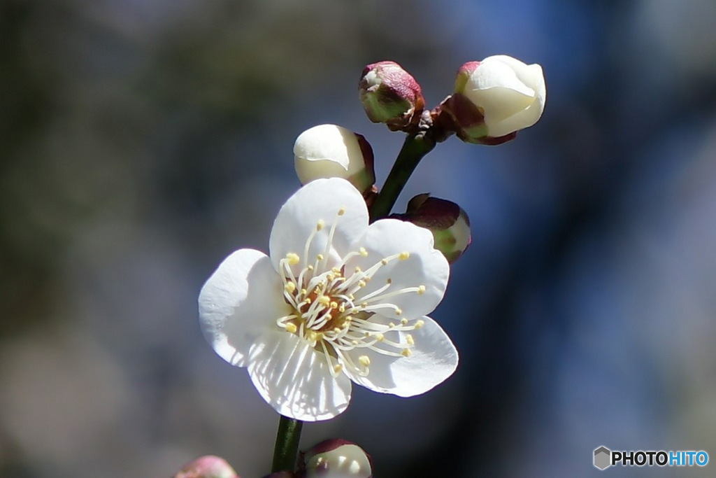 庭に咲いた梅の花 23-027 