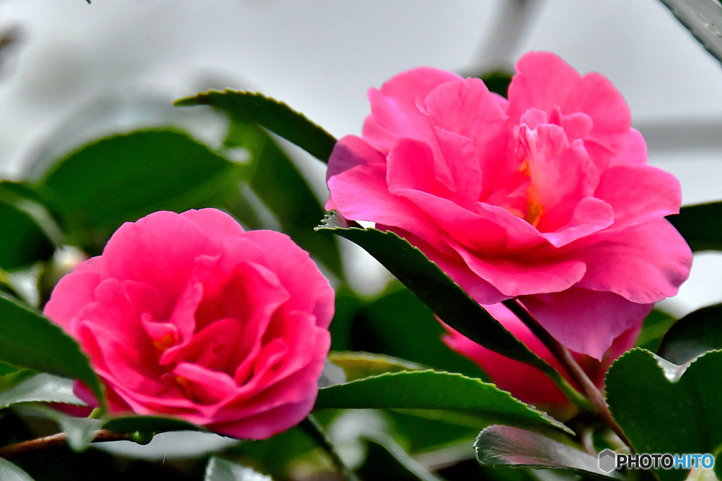  庭に咲いた山茶花の花  