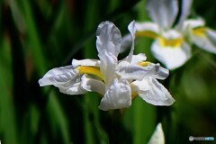 白アヤメの花  21-317