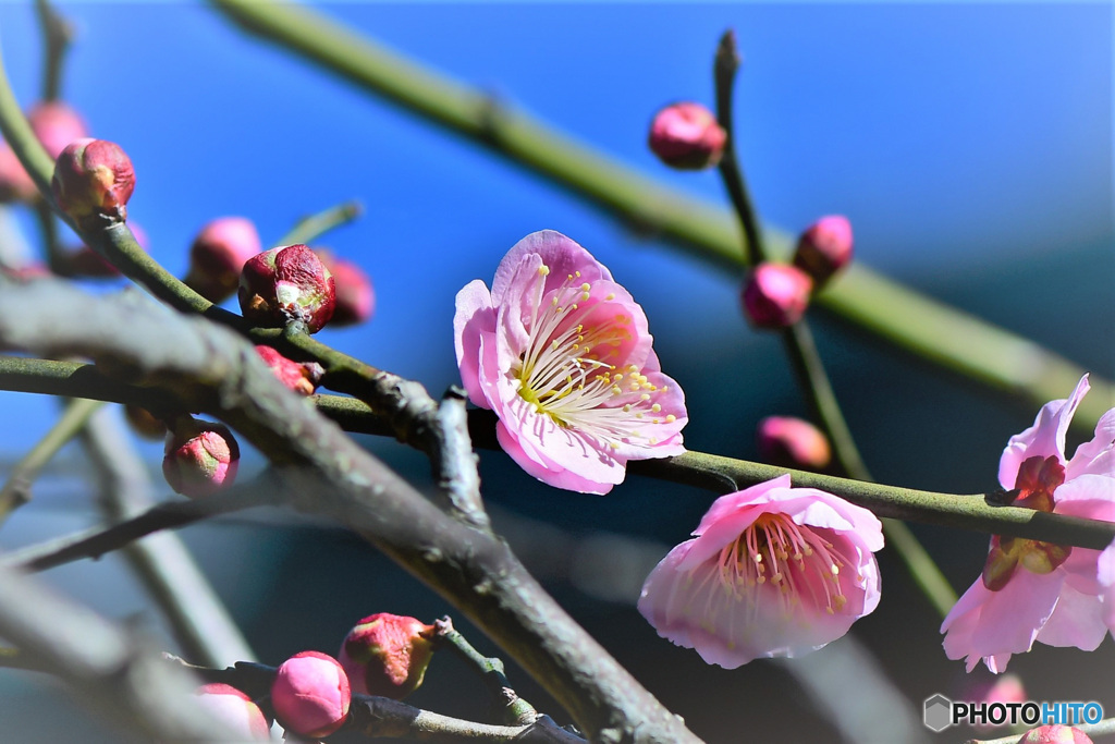 庭に咲いた紅梅の花 22-065