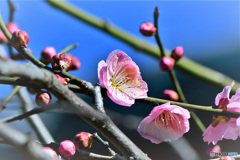 庭に咲いた紅梅の花 22-065