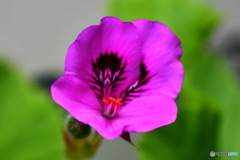 ゼラニュームの花  577
