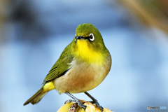 野山の鳥 22-077 メジ君