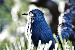 ヒヨさん顔を陽に向けて  22-004