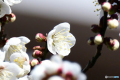 庭に咲く白梅の花   