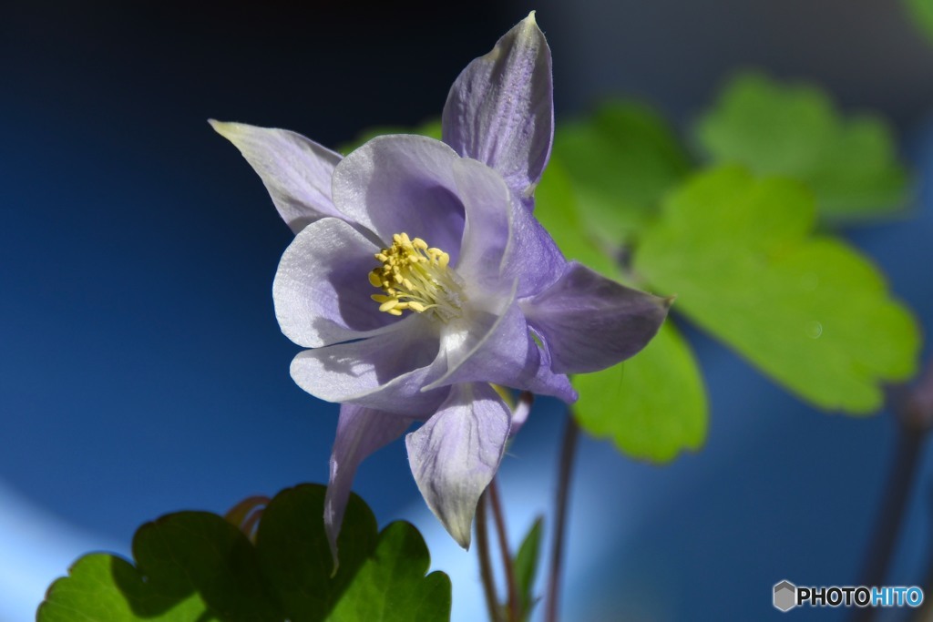 花々  39  オダマキ