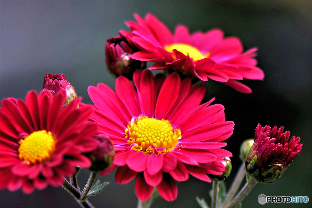  庭に咲いた小菊  