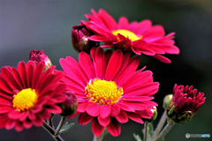  庭に咲いた小菊  