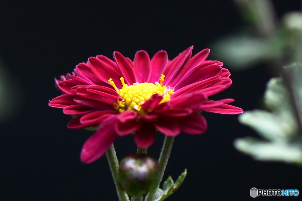 ビロードの様な花弁