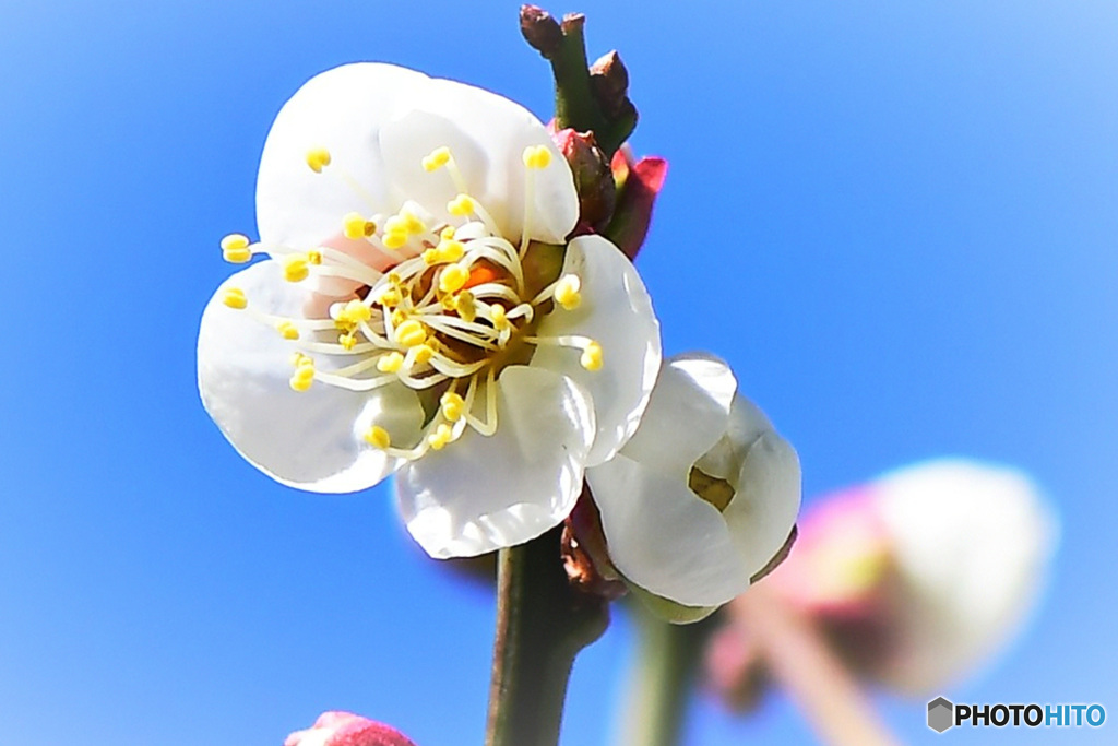 青空と白梅の花 22-036