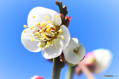 青空と白梅の花 22-036