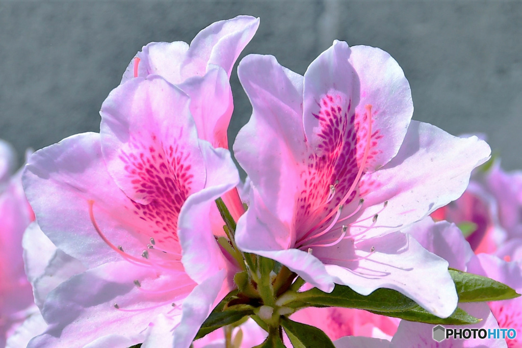 庭に咲いた春の花 22-487