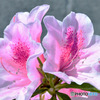 庭に咲いた春の花 22-487