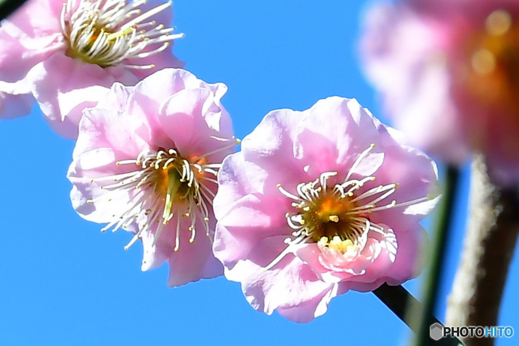 青空と梅の花 22-084