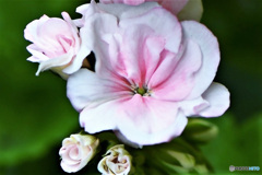 淡いピンク色のゼラニュームの花 22-327