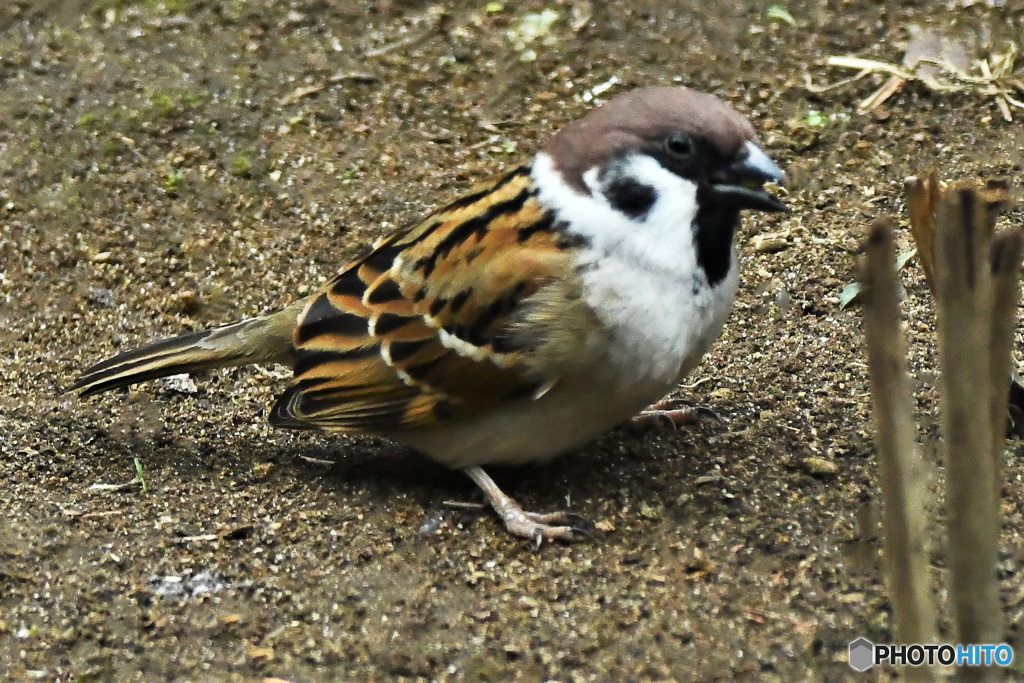 野山の鳥  すずめドン  21-322