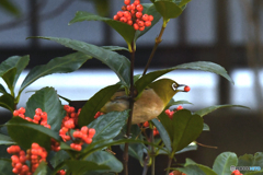 メジ君赤い実を食す