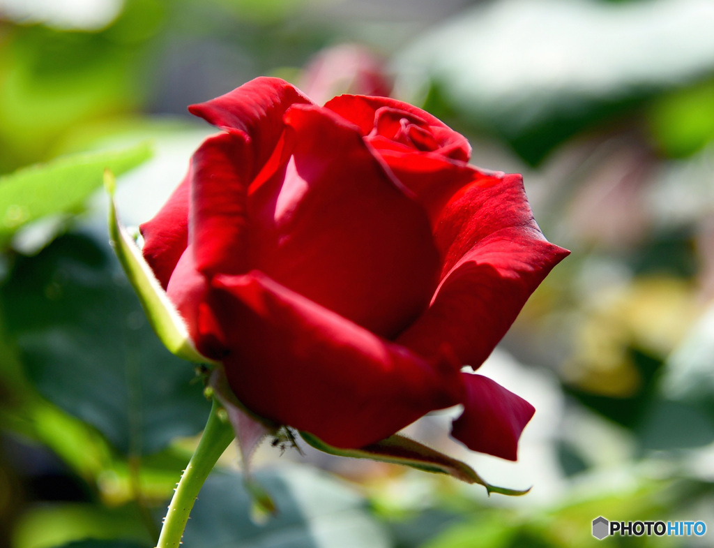 春庭に咲いた薔薇の花  21-637
