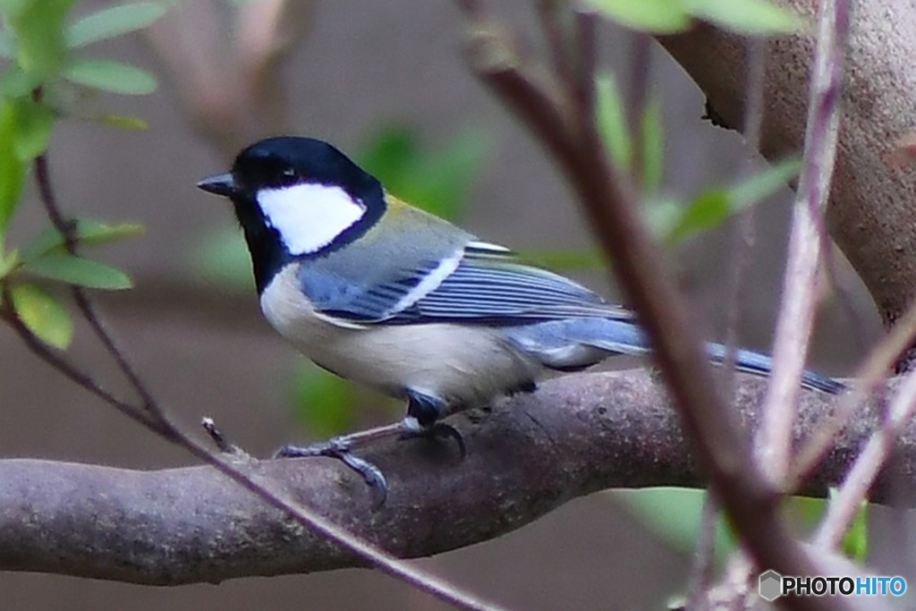 野山の鳥   21-208