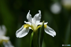 庭に咲いた白アヤメ 23-156