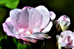 庭に咲いた花   