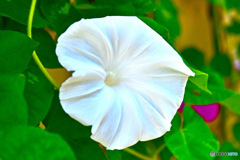 庭に咲いた白いアサガオ 23-326