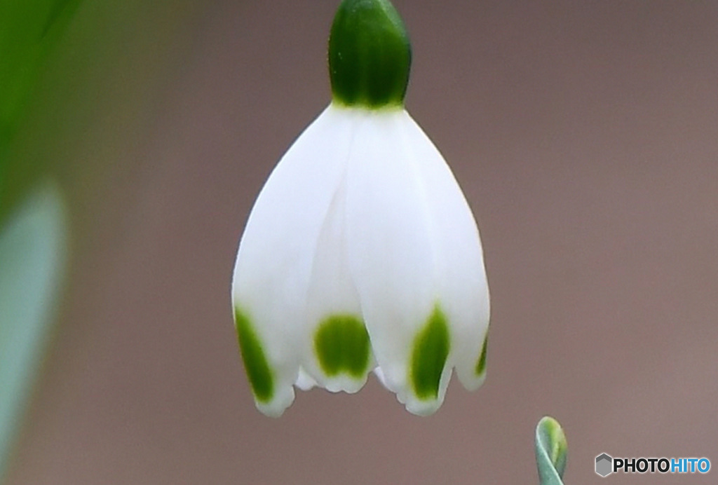 春の花スノーフレーク一輪  23-107